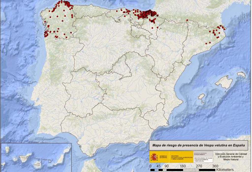 Seguimiento por #GPS de la avispa asiática para erradicarla de #Galicia