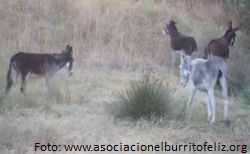 Burros para prevenir incendios forestales en Doñana